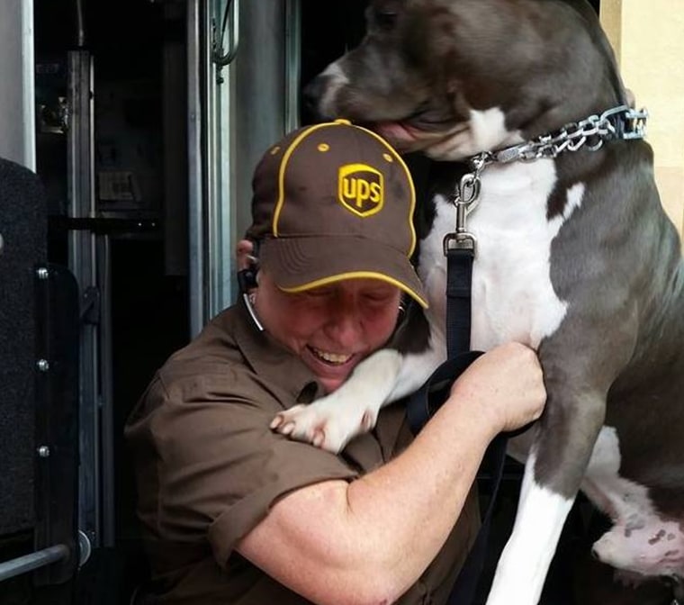 UPS pit bull