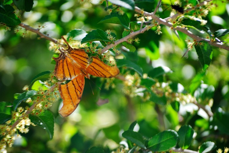Image: Daggerwing butterfly