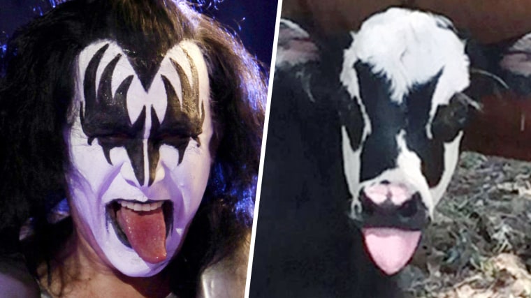 Gene Simmons and his bovine counterpart.