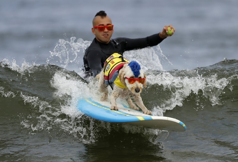 Image: World Dog Surfing Championships in Pacifica, California