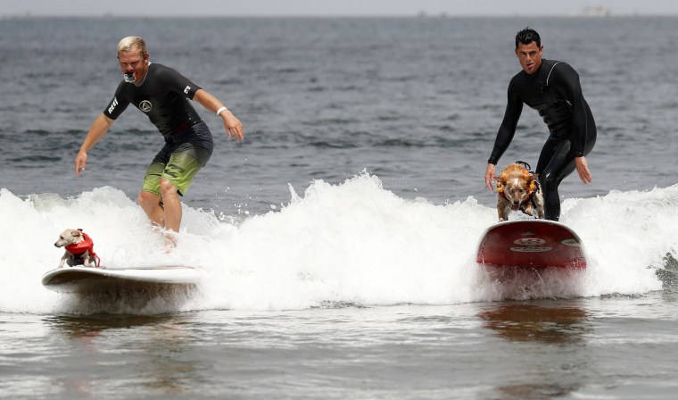 Image: World Dog Surfing Championships in Pacifica, California