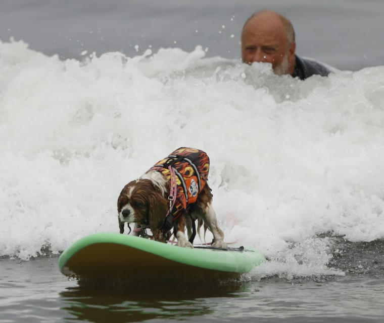 Image: World Dog Surfing Championships in Pacifica, California