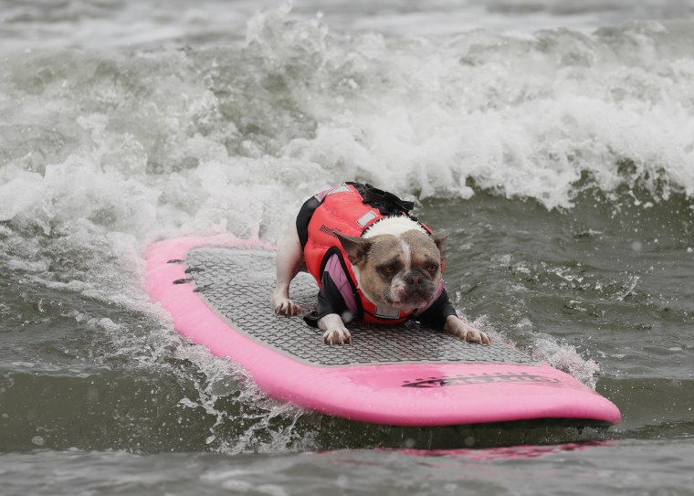 Image: World Dog Surfing Championships in Pacifica, California