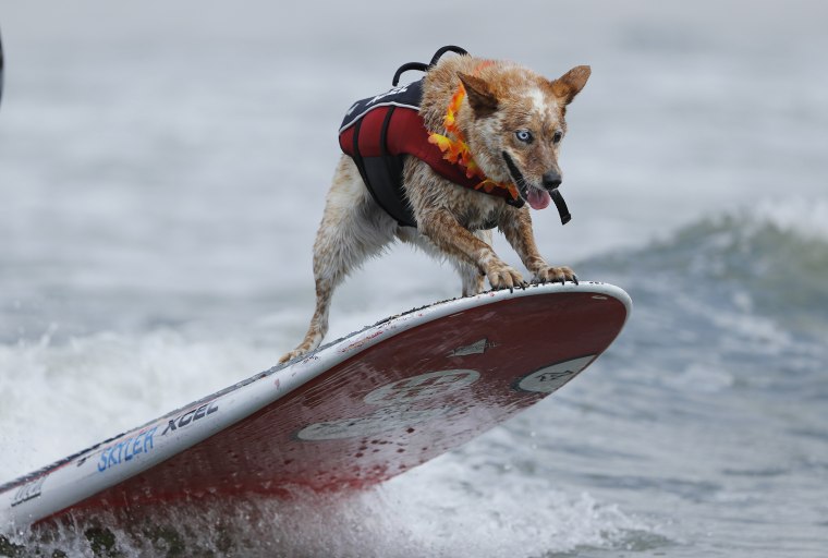 Image: World Dog Surfing Championships in Pacifica, California