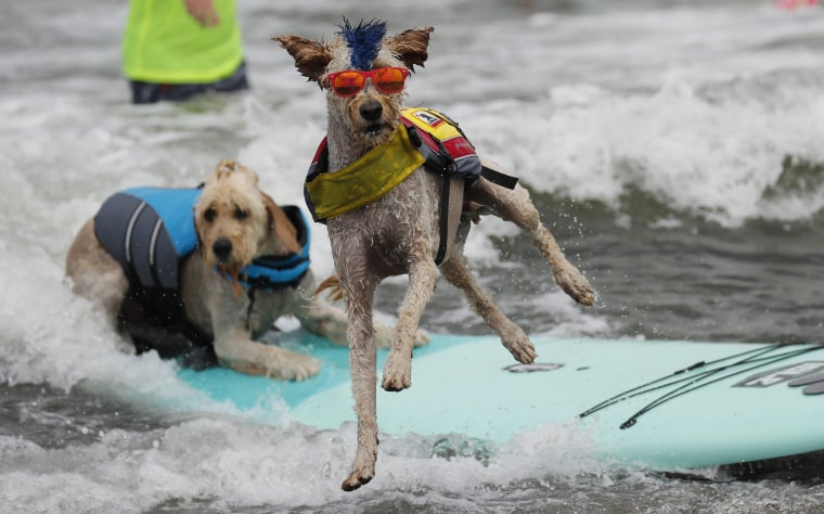 Image: World Dog Surfing Championships in Pacifica, California