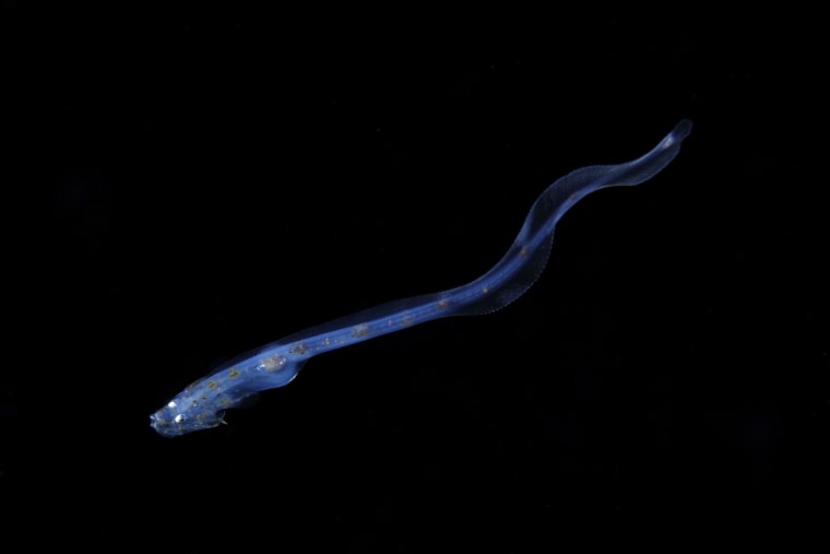 This is larval fish of Cusk-eels. Size about 50 mm. in Kume-Island, Okinawa Japan.