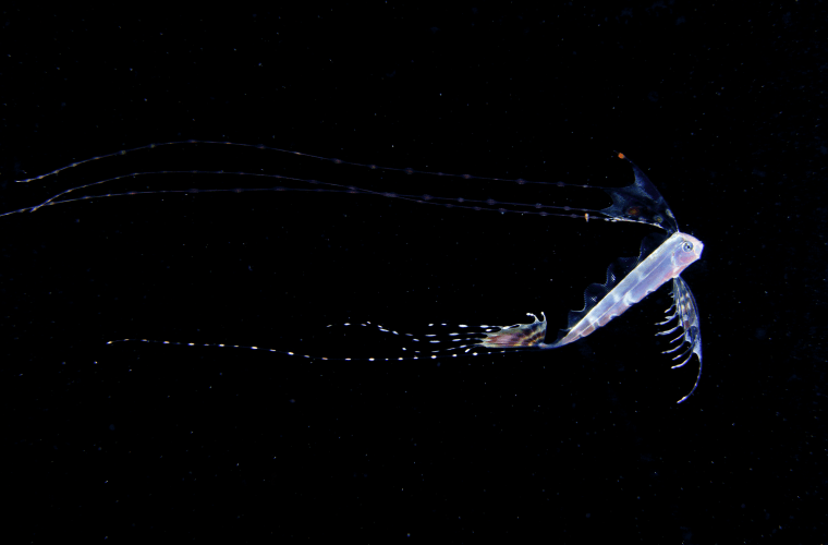 I took photos at sea of night in Ogasawara Islands. This is a Juvenile fish of Trachipterus trachypterus. Body length still about 150 mm. Adult fish lives in mesopelagic, and the body length reaches 2700 mm.