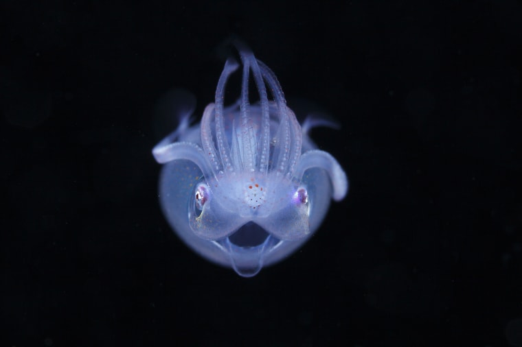 This is a paralarva of Thysanoteuthis rhombus. It was taken in the Ogasawara Islands. It has transparent body and do the very unique pose that along the arm on top of the mantle. Adult live in Mesopelagic.