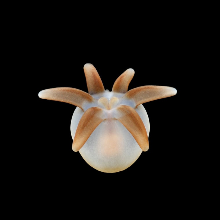 This is planktonic larvae the Anemone. It is called Cerinula larva. Family is kind of Cerianthidae.