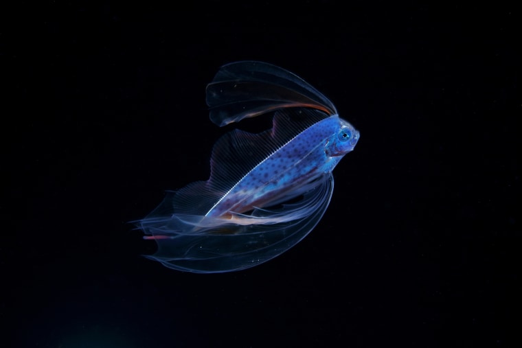 The Ribbon fish is one of the typical mesopelagic fish. Adult is about 1 m in body length. This is still Juvenile fish, the body length is about 60 mm. larval fish and Juvenile fish live in epipelagic, it appears sometimes at close to shore.
