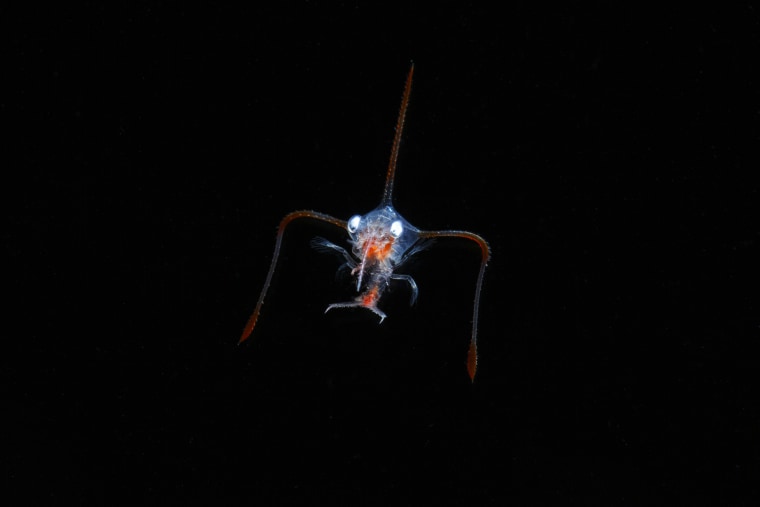 This zoea is one's Lyreidus that is a species of crab in the family Raninidae. It's looks as if mosquito.