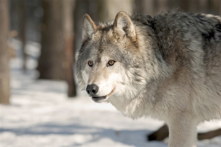 Image: Gray Wolf, Snow, wintertime