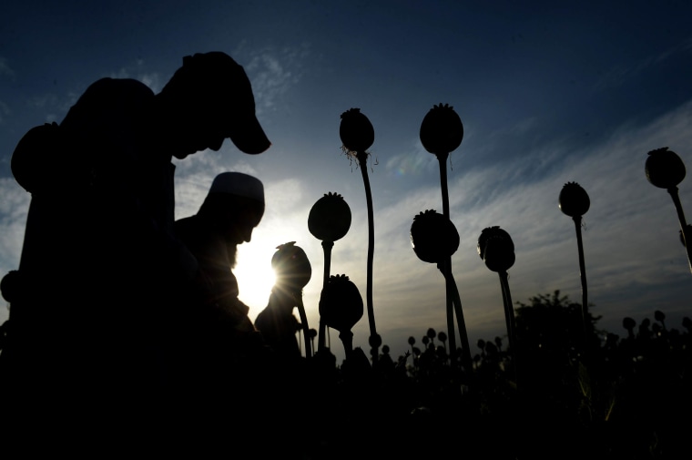 Image: Afghan farmers harvest opium sap from their poppy fields in the Surkh Rod district of Nangarhar province
