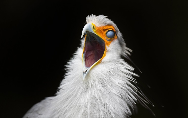 Image: Largest bird park in Africa