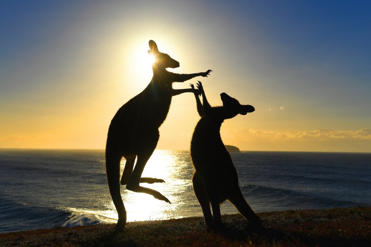 Image: Eastern grey kangaroos fight at Emerald Beach in northern New South Wales