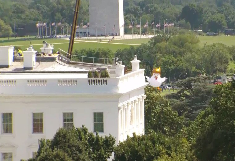 Inflatable Trump Chicken Takes Roost Near White House