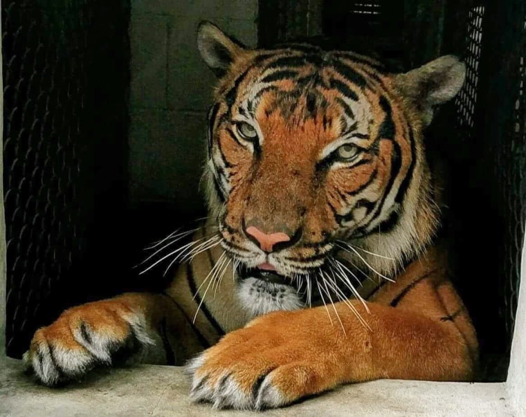 Hati, a Malayan tiger