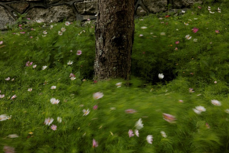 Image: Flowers sway in the wind at the foot of a tree in a Tibetan village in Jiuzhaigou county