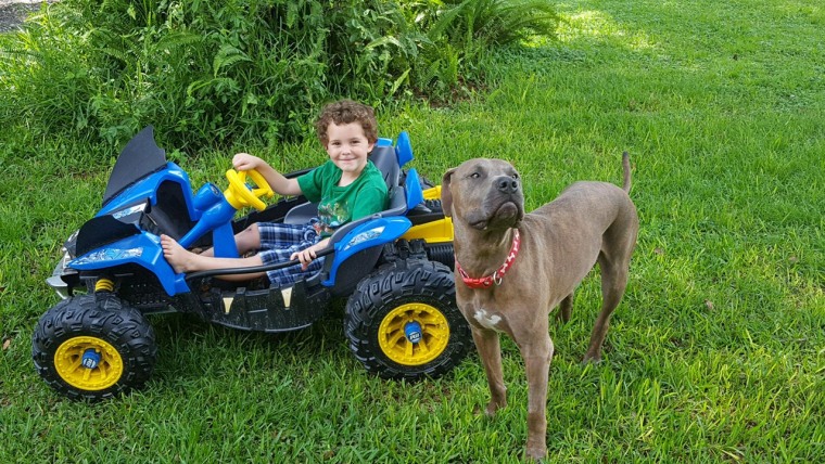 Pit bulls save kids from snake attack