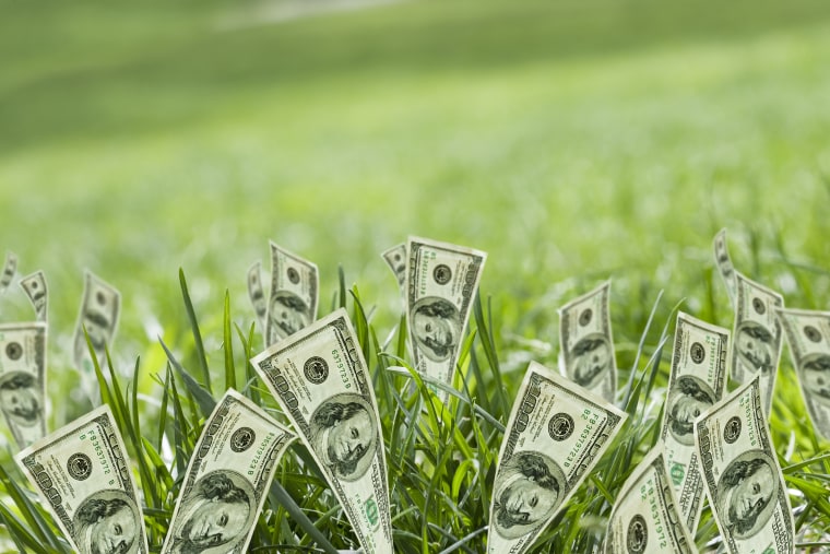 Photo: Money growing in grass