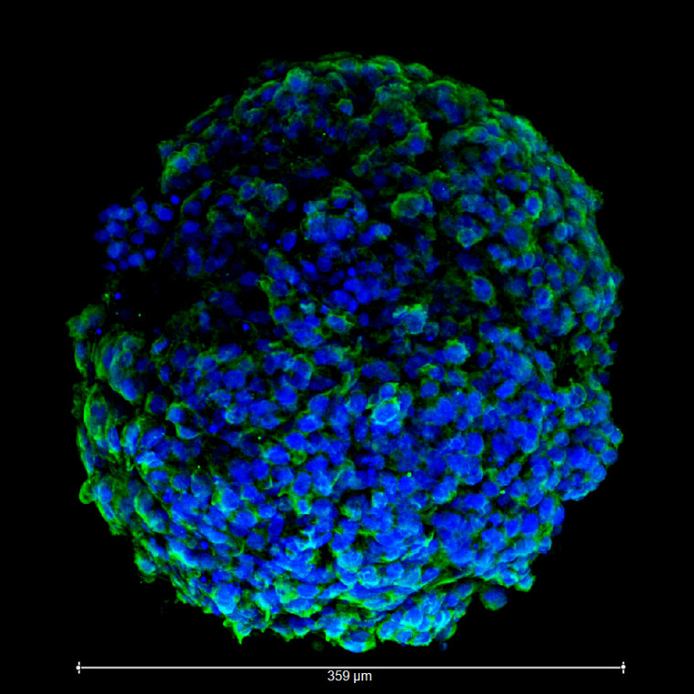 Cardiac organoid