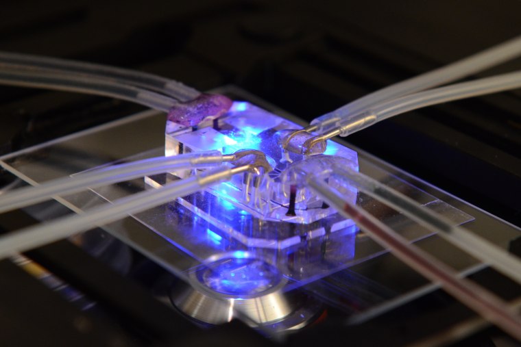 The organs-on-chips are crystal clear, flexible polymers about the size of a computer memory stick.