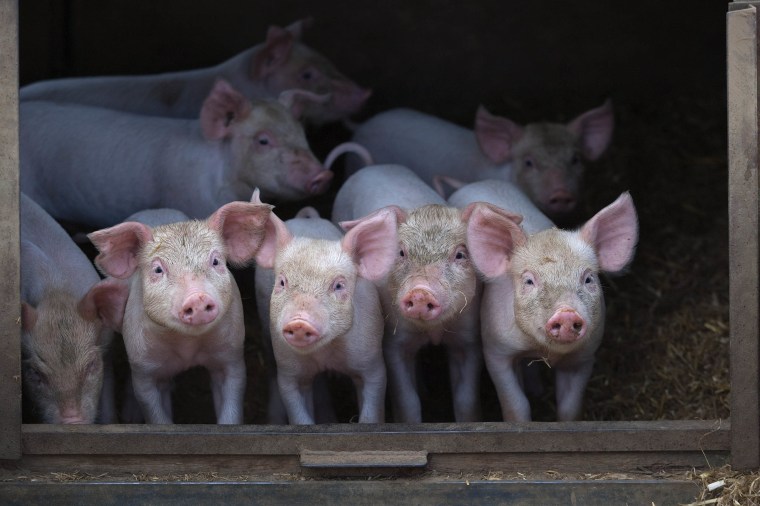 Image: Pig Farm