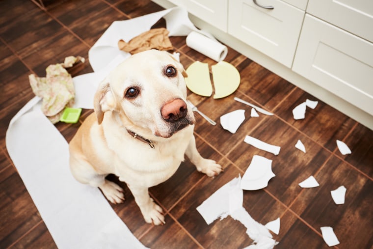 Image: A dog sits in the middle of trash in the kitchen