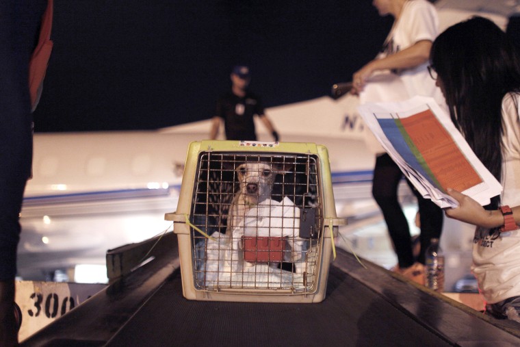 Image: Dog Shelter