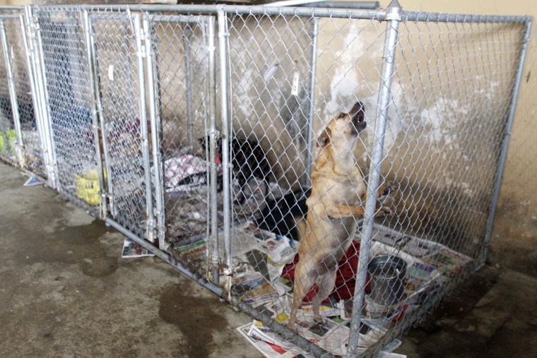 Image: Dog Shelter