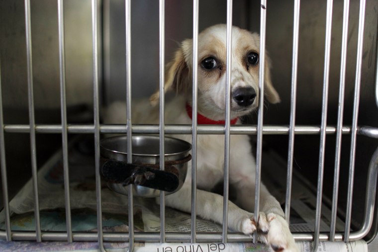Image: Dog Shelter