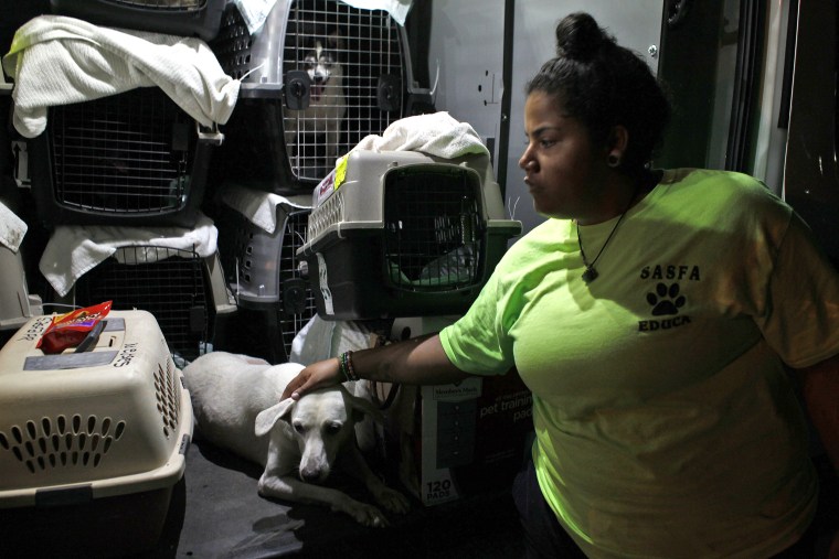 Image: Dog Shelter