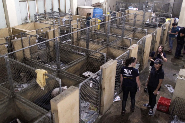 Image: Dog Shelter