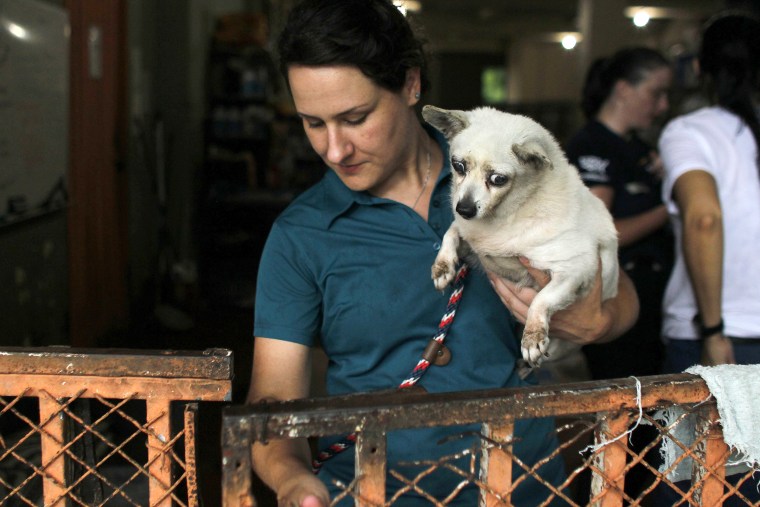 Image: Dog Shelter