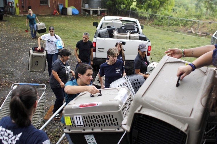 Image: Dog Shelter