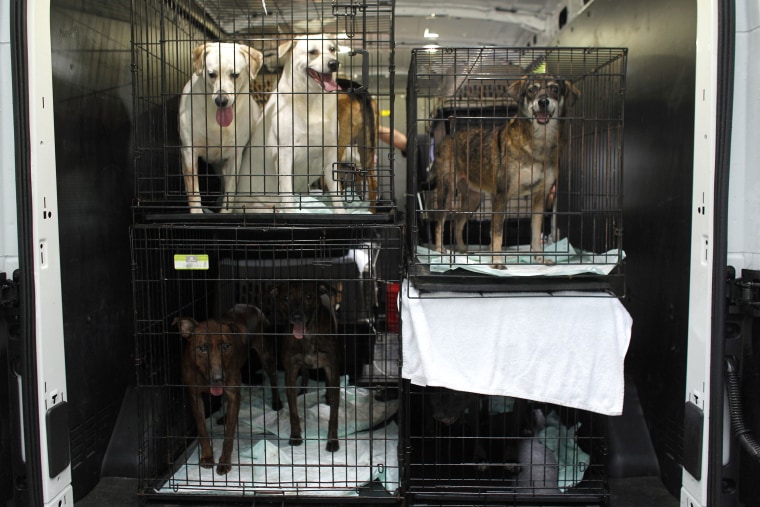 Image: Dog Shelter