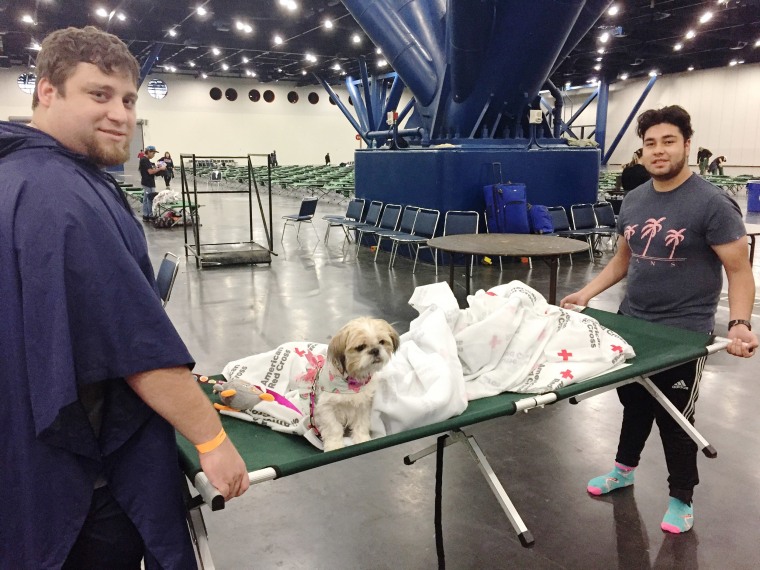 Hurricane Harvey animal rescues: Evacuee dog in Houston