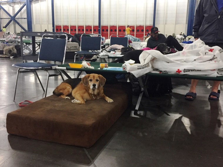 Some nonprofits are helping care for pets sheltering with their families at The George R. Brown Convention Center in Houston. 