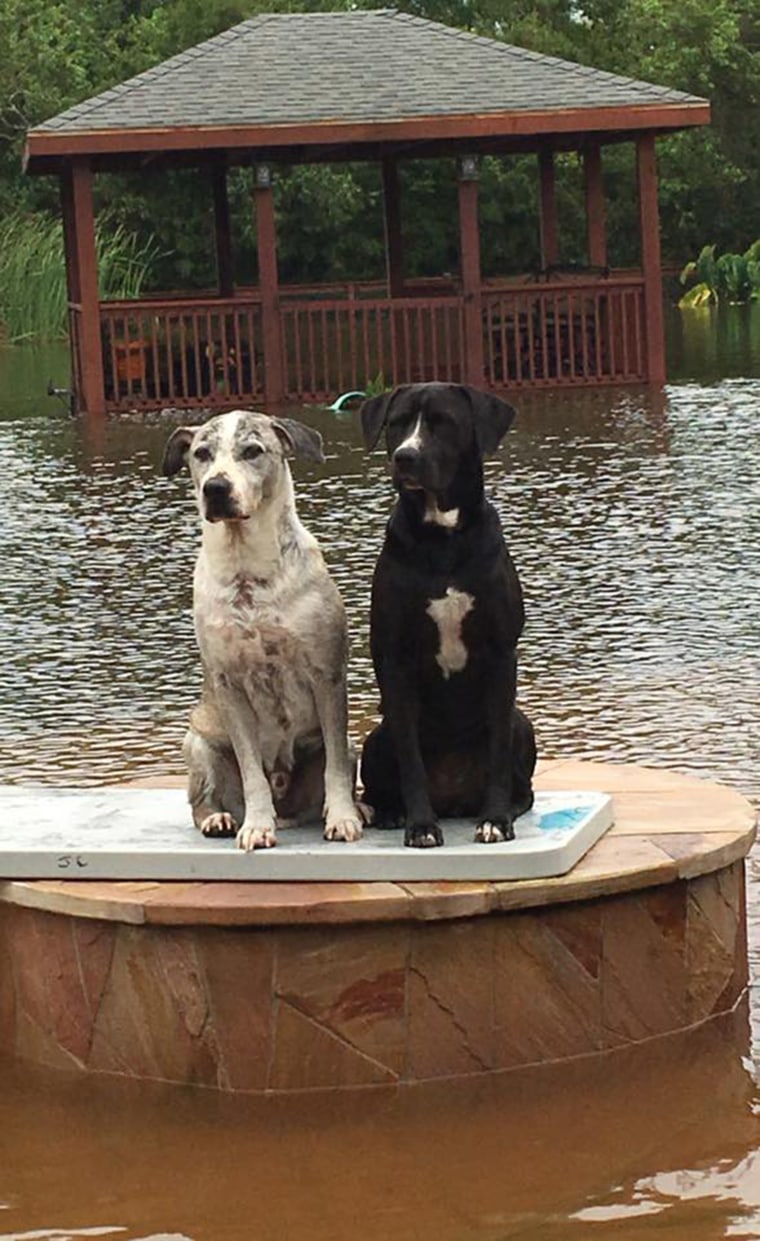 Dogs trapped in Houston floods from Hurricane Harvey