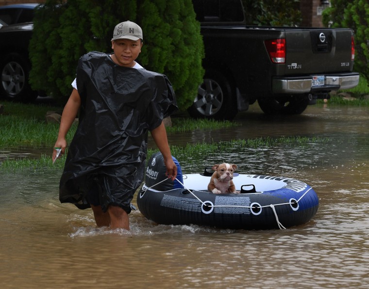 Image: Pets Rescued in Texas