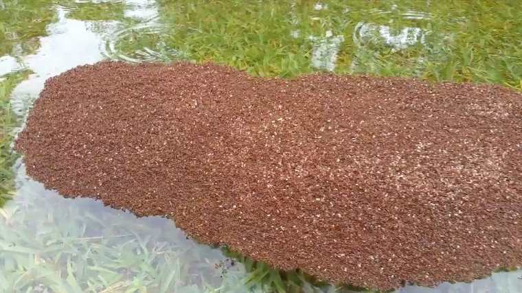Image: Floating fire ant colonies in the floodwaters in Houston