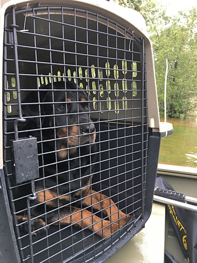 Image: Dogs rescued from a home in Dickinson, Texas during the flooding on Aug. 29, 2017.