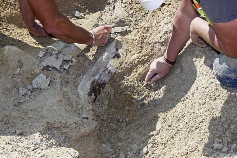 Image: A fossil of a triceratops dinosaur discovered by construction workers