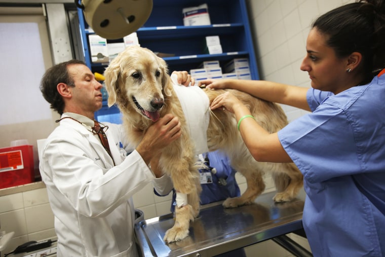 Image: New York's Animal Medical Center Provides Advanced Treatments For Pets