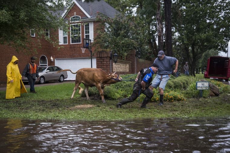 Image: Search and rescue crews wrestle a stray steer to try and put it in a trailer in a flooded neighborhood after the Addicks Reservoir, in Houston.
