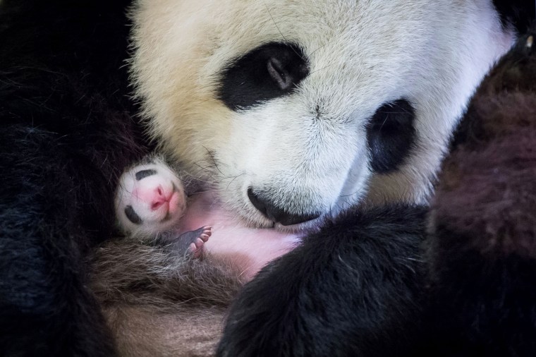 Image: Huan Huan holds her surviving panda cub inside her enclosure
