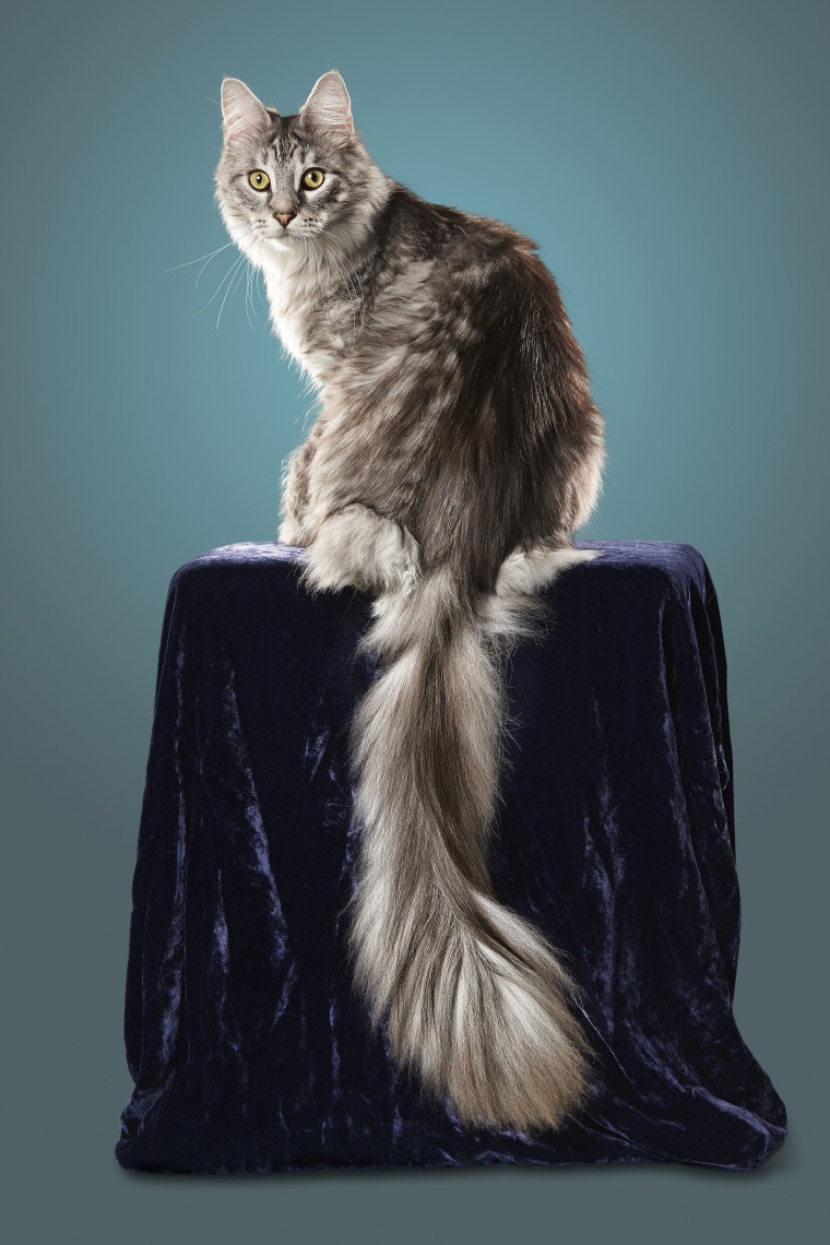 Cygnus - Cat With The Longest Tail
Guinness World Records 2016
Photo Credit: Kevin Scott Ramos/GWR