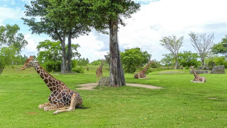 Image: Giraffes at Zoo Miami