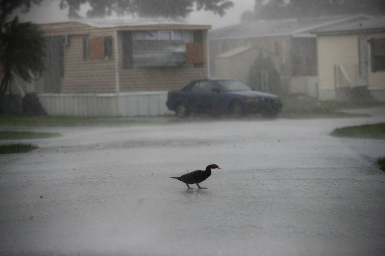 Image: A duck crosses the street during a squall at the Sunshine Village mobile home community in Davie on Sept. 9, ahead of the arrival of the storm.