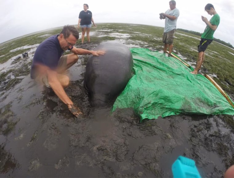 Image: People help a stranded manatee in mud as water recedes in the bay in Sarasota